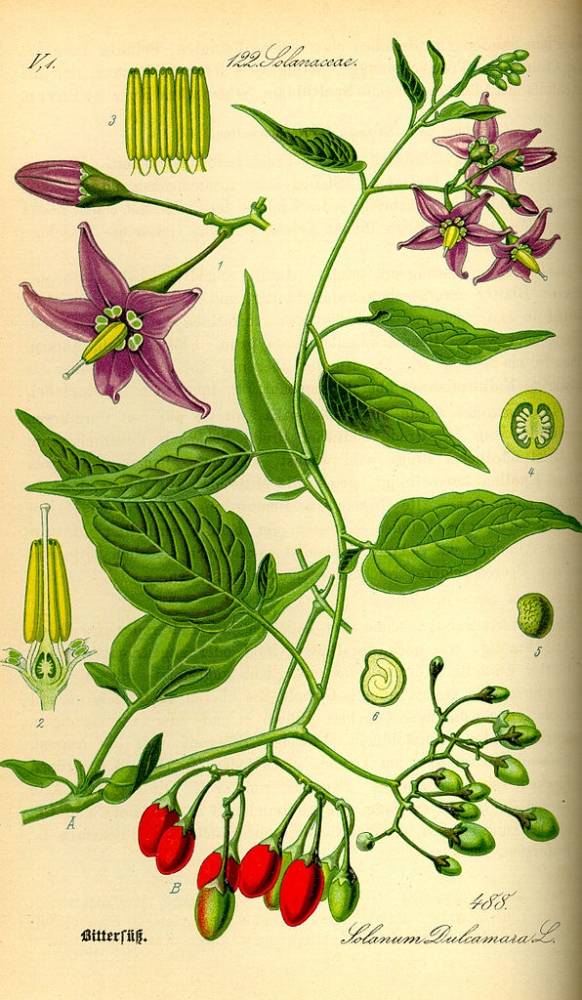 Kurt Stüber, Public domain, via Wikimedia Commons; Original book source: Prof. Dr. Otto Wilhelm Thomé Flora von Deutschland, Österreich und der Schweiz 1885, Gera, Germany
